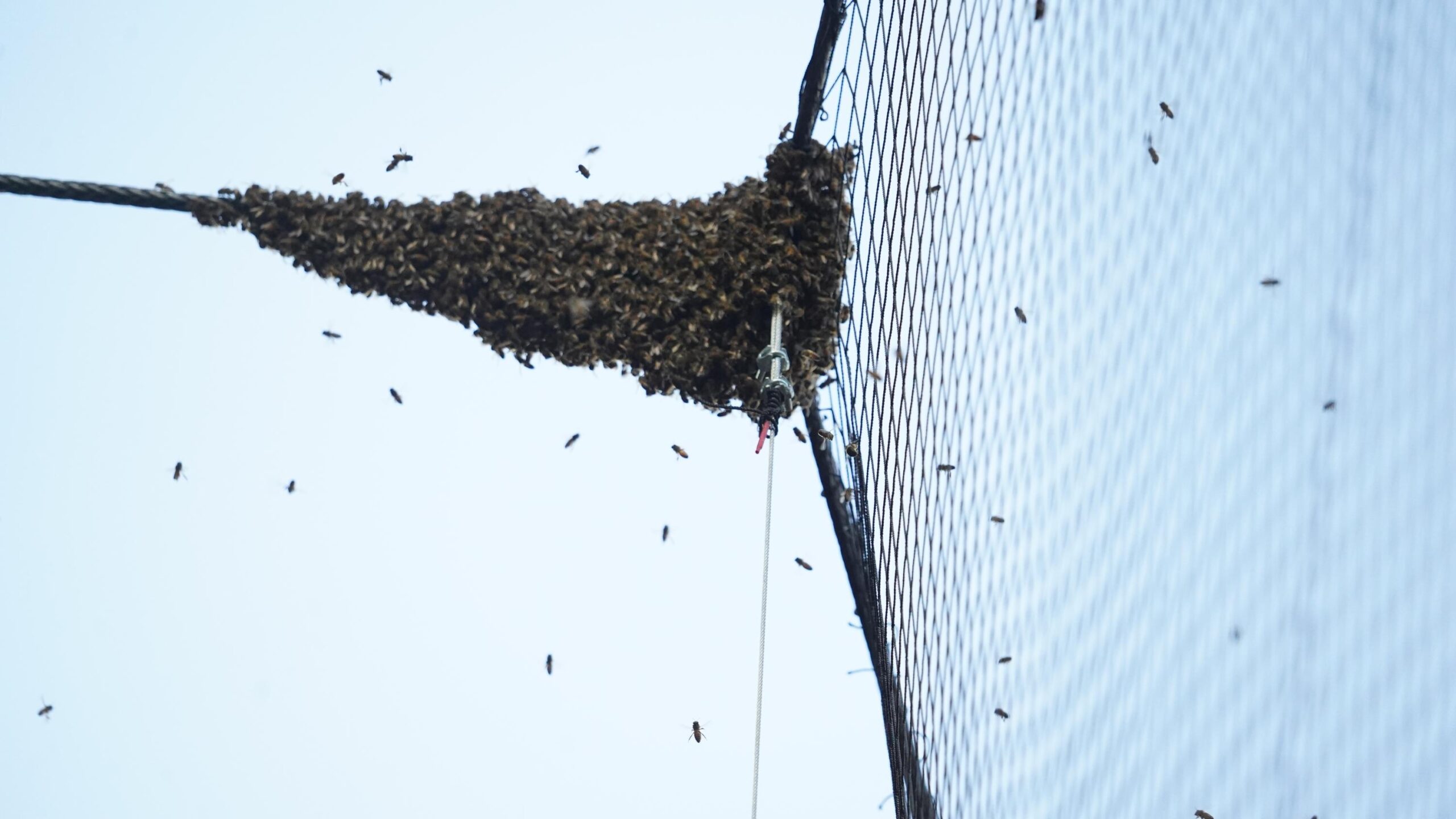 Diamondbacks-Dodgers game delayed by swarm of bees at Chase Field