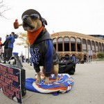 A dog named Chica sits outside Citi Field before Game 4 of the Major League Baseball World Series between the New York Mets and the Kansas City Royals Saturday, Oct. 31, 2015, in New York. (AP Photo/David J. Phillip)