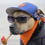 A dog named Chica sits outside Citi Field before Game 4 of the Major League Baseball World Series between the New York Mets and the Kansas City Royals Saturday, Oct. 31, 2015, in New York. (AP Photo/David J. Phillip)