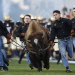 Handlers guide Colorado mascot Ralphie on to the field with players following as Colorado hosts Arizona State in the first half of an NCAA college football game Saturday, Oct. 15, 2016, in Boulder, Colo. (AP Photo/David Zalubowski)