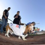 Dogs and their owners walk the warning track around the field during Pups at the Park prior to a baseball game between the Los Angeles Dodgers and the Arizona Diamondbacks Saturday, April 14, 2018, in Los Angeles. (AP Photo/Mark J. Terrill)