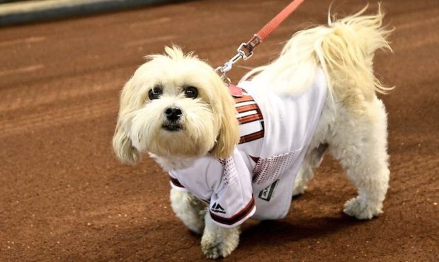 D-backs' Bark at the Park day fills Chase Field with good dogs