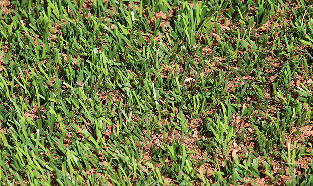 New grass awaits Diamondbacks at Chase Field in 2019