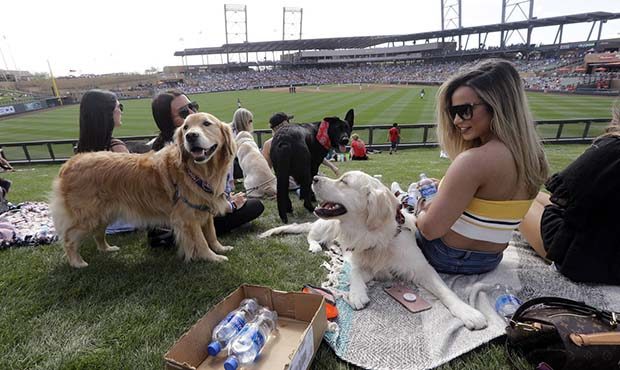 Fans and pups enjoy a ball game at Salt River Fields on Wednesday, March 6, 2019, in Scottsdale, Ar...