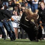 Handlers guide Ralphie,the mascot of Colorado, on the animal's ceremonial run to lead players on the field in the first half of an NCAA college football game against Arizona Saturday, Oct. 5, 2019, in Boulder, Colo. (AP Photo/David Zalubowski)
