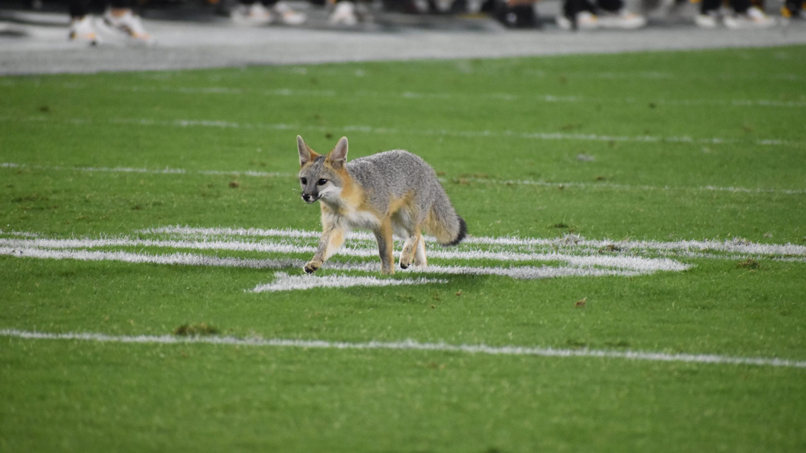 A fox enters the field of play during Arizona State's victory against the USC Trojans on Nov. 6, 20...
