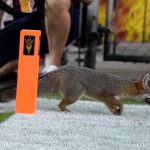 A fox makes its way out of the end zone at Sun Devil Stadium during the first half of an NCAA college football game between Arizona State and Southern California on Saturday, Nov. 6, 2021, in Tempe, Ariz. (AP Photo/Darryl Webb)