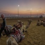
              Trainers prepare their camels before the start of an exercise for an upcoming camel race, in Al Shahaniah, Qatar, Tuesday, Oct. 18, 2022. Camel racing is a staple in Qatar's culture and heritage. (AP Photo/Nariman El-Mofty)
            