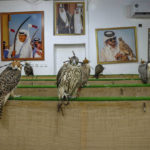 
              Falcons are displayed for sale at a shop in Souq Waqif, Doha, Qatar, Sunday, Oct. 16, 2022. Falconry is one of the oldest and prevalent sports in Qatari culture and heritage. (AP Photo/Nariman El-Mofty)
            