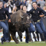 Handlers guide Colorado mascot Ralphie VI on ceremonial run before an NCAA college football game between Colorado and against Arizona State, Saturday, Oct. 29, 2022, in Boulder, Colo. (AP Photo/David Zalubowski)