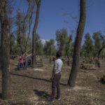 
              Kashmiri men prepare to chop down a willow tree over a government wetland at Haretaar north of Srinagar, Indian controlled Kashmir, Sept. 27, 2022. Kashmir’s dwindling willow plantations are impacting the region’s famed cricket bat industry and risking the supply of cricket bats in India, where the sport is hugely followed. The industry employs more than 10,000 people and manufactures nearly a million bats a year. (AP Photo/Dar Yasin)
            