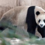 
              Suhail, a male Panda sent by China to Qatar as a gift for the World Cup, walks in his shelter at the Panda House Garden in Al Khor, near Doha, Qatar, Wednesday, Oct. 19, 2022. Another panda, a female named Thuraya, arrived Wednesday with Suhail. (AP Photo, Lujain Jo)
            