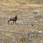 
              A bighorn sheep roams a contentious plot of land in Vail, Colo., on Oct. 25, 2022. For more than six years, Vail Resorts has been trying to build apartments for about 160 of its workers on the property called Booth Heights. Opponents say the project would encroach on the sheep herd that frequents the area. (AP Photo/Eddie Pells)
            