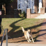 
              A Virginia Department of Corrections canine team searches the scene near an overnight shooting that occurred at the University of Virginia, Monday, Nov. 14, 2022, in Charlottesville. Va. (AP Photo/Steve Helber)
            