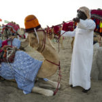 A camel pulls back as a tour guide tries to prepare it for a tour in Mesaieed, Qatar, Nov. 26, 2022. Throngs of World Cup fans in Qatar looking for something to do between games are leaving Doha for a classic Gulf tourist experience: riding a camel in the desert. But the sudden rise in tourists is putting pressure on the animals, who have almost no time to rest between each ride. (AP Photo/Ashley Landis)