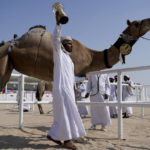 A camel keeper of the alKuwari family celebrates after winning the first prize at a pageant, at the Qatar camel Mzayen Club, in Ash-Shahaniyah, Qatar, Friday, Dec. 2, 2022. (AP Photo/Natacha Pisarenko)