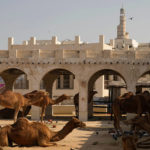 Camels rest outside the Souq Waqif market during the World Cup, in Doha, Qatar, Friday, Dec. 2, 2022. (AP Photo/Abbie Parr)