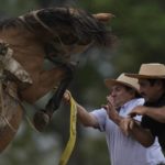 
              Men try to control a horse at a rodeo exhibition during Tradition Day, aimed to preserve gaucho traditions, in San Antonio de Areco, Argentina, Sunday, Nov. 13, 2022. Tradition Day is celebrated to honor the birth of Argentine writer Jose Hernandez, author of the country's national poem "The Gaucho Martin Fierro". (AP Photo/Natacha Pisarenko)
            