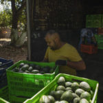 
              A man works at an avocado orchard in Santa Ana Zirosto, Michoacan state, Mexico, Thursday, Jan. 26, 2023. (AP Photo/Armando Solis)
            