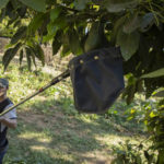 
              A farmhand harvests avocados at an orchard in Santa Ana Zirosto, Michoacan sate, Mexico, Thursday, Jan. 26, 2023. (AP Photo/Armando Solis)
            