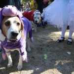 A costumed Harrier, Charlie Fudge, left, takes part in the 18th annual Tompkins Square Halloween Dog Parade canine costume contest Sunday Oct. 26, 2008 in New York. (AP Photo/Tina Fineberg)