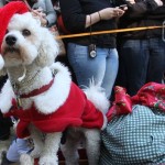 Dressed as Santa Claus, Deli, a Bichon Frise from the Queens borough of New York, participates in the 18th annual Tompkins Square Halloween Dog Parade canine costume contest Sunday Oct. 26, 2008 in New York. (AP Photo/Tina Fineberg)