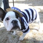 Dressed as a gondolier, Pierre, a French bulldog from New York, takes part in the 18th annual Tompkins Square Halloween Dog Parade canine costume contest Sunday Oct. 26, 2008 in New York. (AP Photo/Tina Fineberg)