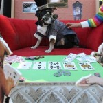 Dressed as a poker player, Bandit, a Chihuahua from the Bronx borough of New York, is pet by a child as he waits to compete in the 18th annual Tompkins Square Halloween Dog Parade canine costume contest Sunday Oct. 26, 2008 in New York. (AP Photo/Tina Fineberg)