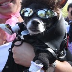 Dressed as Danny Zuko from "Grease", Topino, a Chihuahua, is held by his owner Tammy O'Connor of North Brunswick, N.J., as they wait to compete in the 18th annual Tompkins Square Halloween Dog Parade canine costume contest Sunday Oct. 26, 2008 in New York. (AP Photo/Tina Fineberg)