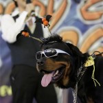 A dog wearing a costume is seen during a Halloween dog show for the benefit of an animal welfare organization in Manila, Sunday, Oct. 26, 2008. (AP Photo/Aaron Favila)