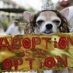 Poncho, a two-year-old Chihuahua, wears a costume during a Halloween dog show for the benefit of an animal welfare organization in Manila, Philippines, Sunday, Oct. 26, 2008. (AP Photo/Aaron Favila)