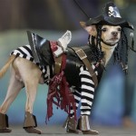 Mondex, a Chihuahua, wears a pirate costume during a Halloween dog show for the benefit of an animal welfare organization in Manila, Sunday, Oct. 26, 2008. Mondex won the Creative Costume award. (AP Photo/Aaron Favila)