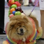 Chuckie, an 8-year-old Chow Chow, wears a samba-inspired costume during a Halloween dog show for the benefit of an animal welfare organization in Manila, Sunday, Oct. 26, 2008. The dog was awarded best costume in the show. (AP Photo/Aaron Favila)