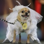 Britney, a Chihuahua, wears a gown costume during a Halloween dog show for the benefit of an animal welfare organization in Manila, Sunday, Oct. 26, 2008. (AP Photo/Aaron Favila)