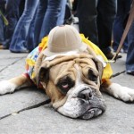 Lily, an English Bulldog, owned by Deana McDonough, of Marshfield, Mass., rests as the crowd behind watches the second annual "howl-oween," a dog costume contest, Saturday, Oct. 25, 2008 at Faneuil Hall in Boston. (AP Photo/Lisa Poole)