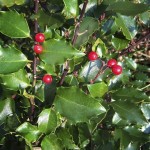 This undated photo provided by Lois Barber shows a female American holly plant. When the pilgrims landed on these shores, in December 1620, they may well have seen American holly (Ilex opaca), which grows all along the East Coast, from Florida to Maine, and their Christmas tradition continued. (AP Photo/Lois Barber)
