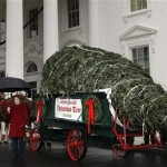 First lady Laura Bush stands with the White House Christmas tree as it is delivered to the North Portico of the White House on Sunday, Nov. 30, 2008, in Washington. (AP Photo/Evan Vucci)