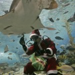 A diver, dressed as Santa Claus, feeds a stingray and other fishes at the Manila Ocean Park, the Philippines largest oceanarium Wednesday, Dec. 3, 2008, in Manila. The diver donned the Santa costume to attract tourists for Christmas holidays. (AP Photo/Bullit Marquez)