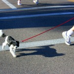 A runner brings his dog along for the race. (Rose Clements/KTAR)