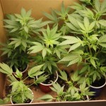 A box is filled with marijuana plants at the San Francisco Medical Cannabis Clinic in San Francisco, Monday, Oct. 19, 2009. Pot-smoking patients or their sanctioned suppliers should not be targeted for federal prosecution in states that allow medical marijuana, prosecutors were told Monday in a new policy memo issued by the Justice Department. Under the policy spelled out in a three-page legal memo, federal prosecutors are being told it is not a good use of their time to arrest people who use or provide medical marijuana in strict compliance with state law.(AP Photo/Eric Risberg)