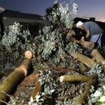 Garet Dick, of "2 Idiots In A Tree" lawn service, cuts up a downed tree for a customer after violent storms passed through Tuesday, Oct. 5, 2010 in Mesa, Ariz. (AP Photo/Ross D. Franklin)
