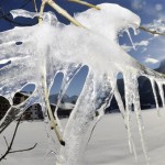 Icicles hang on a tree in Lofer, Austrian province of Salzburg, Monday Dez. 20, 2010. The weather forecast predicts low temperatures with frequent rain in lowlands and snow in the mountains. ( AP Photo /Kerstin Joensson)