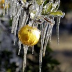 Icicles cover citrus fruit during the early morning hours after temperatures dipped in the 20's for the second day at Showcase of Citrus grove in Clermont, Fla., Wednesday, Dec. 15, 2010. The trees are sprayed with water to help protect them from below freezing temperatures. (AP Photo/John Raoux)