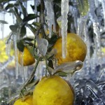 Icicles cling to oranges Tuesday, Dec. 14, 2010 in Dover, Fla. Farmers spray a fine mist of water on their crops to help protect the fruit from the sub-freezing temperatures. Temperatures in central Florida dipped into the 20's. (AP Photo/Chris O'Meara)