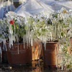 Icicles cover plants during the early morning at Dewars Nurseries in Apopka, Fla., Tuesday, Dec. 14, 2010. The plants are sprayed with water to help protect them from below freezing temperatures. (AP Photo/John Raoux)
