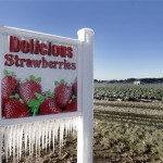 Icicles cling to a sign outside a strawberry field Tuesday, Dec. 14, 2010 in Springhead, Fla. Farmers spray a fine mist of water on their crops to help protect the fruit from the sub-freezing temperatures. Temperatures in central Florida dipped into the 20's. (AP Photo/Chris O'Meara)