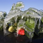 Icicles cling to a strawberry plant Tuesday, Dec. 14, 2010 in Springhead, Fla. Farmers spray a fine mist of water on their crops to help protect the fruit from the sub-freezing temperatures. Temperatures in central Florida dipped into the 20's. (AP Photo/Chris O'Meara)
