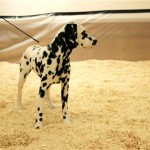 A dalmatian checks out the facilities at the Hotel Pennsylvania the day before the Westminster dog show in New York, Sunday, Feb. 10, 2008. The 132nd Westminster Kennel Club Dog Show runs for two days, starting on Monday, Feb 11, 2008. (AP Photo/Seth Wenig)