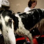 A borzoi named Jolie is washed before the Westminster dog show in New York, Sunday, Feb. 10, 2008. The 132nd Westminster Kennel Club Dog Show runs for two days, starting on Monday, Feb 11, 2008. (AP Photo/Seth Wenig)
