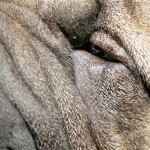 The eye of a shar pei dog is nestled in the folds of his skin at the Pennsylvania Hotel in New York, Sunday, Feb. 10, 2008. The 132nd Westminster Kennel Club Dog Show runs for two days, starting on Monday, Feb 11, 2008. (AP Photo/Seth Wenig)